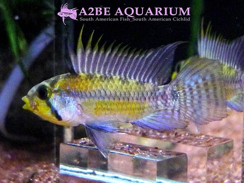 아피스토그라마 sp aff 쥬르엔시스 Apistogramma sp aff Juruensis wild 한쌍