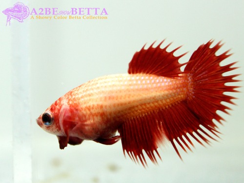 크라운 암컷 / Betta Crown FEMALE (1026_FC_E)