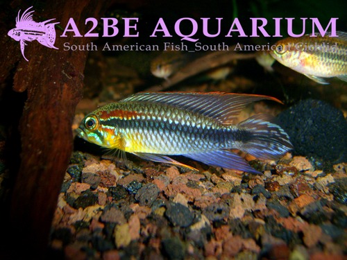 아가시지 테페 레드숄더 한쌍 (Apistogramma Agassizii TEFE Red Shoulder)