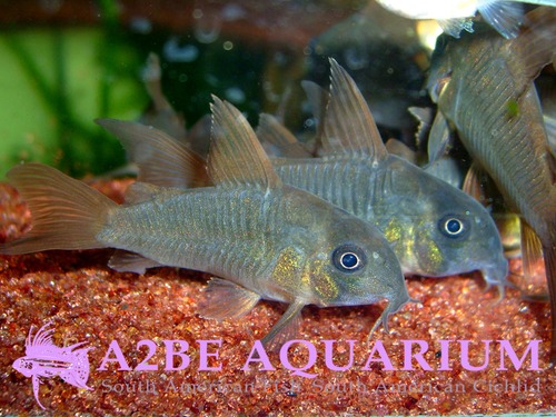 코리도라스 컨컬러 (Corydoras Concolor wild)