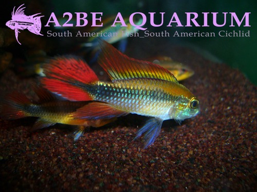 아피스토그라마 아가시지 슈퍼레드  한쌍(Apistogramma agassizii SUPER RED)