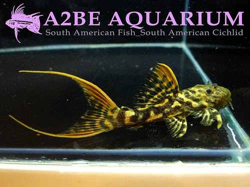 L273 Pseudacanthicus sp &quot;Titanicus Pleco&quot; (1206TB)