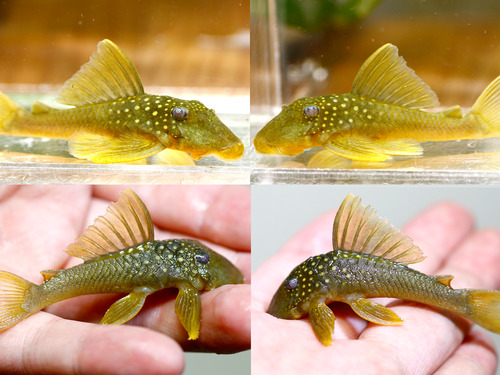 L200 그린팬텀 / Hemiancistrus subviridis wild (7cm전후) 2마리 