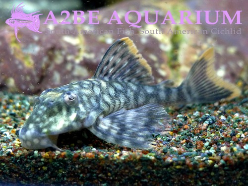 L106 Guyanancistrus sp 스팟티드 오렌지씸 플레코 / &quot;Spotted Orangeseam Pleco wild&quot; 6-7cm 