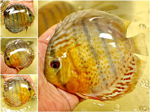 야생 디스커스 테페 그린 &quot;스팟티드&quot; / TEFE GREEN DISCUS (Spotted wild Green) S  6cm전후 (3마리) 