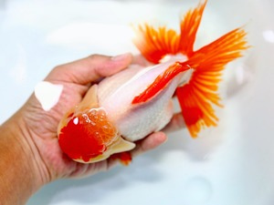 점보 시리즈 I ] 점보 홍백 오란다 / JUMBO RED WHITER ORANDA / [ 0707_B ] 전화문의