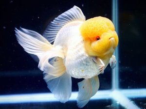 점보 시리즈 Q ] 시리팜 자이언트 오란다 / SIRIFARM GIANT WHITE ORANDA / [ S1015_A  ] 전화문의