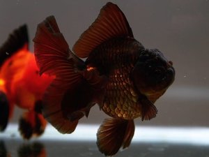 BP / 로즈테일 오란다 /ROSETAIL ORANDA / [BP12010_3]