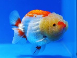 에그폼 홍백 난주 / EGG FORM RED&amp;WHITE RANCHU / [SH0106_2]