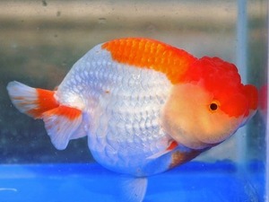 Mr nine / Big size / Hybrid Ranchu / 빅사이즈 하이브리드 난주 / ( N0215_2 ) 13-14cm급