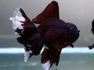 BP / Comp. grade High dorsal fin, rose tail oranda / BP 콤프급 하이도살핀 로즈테일 오란다 / ( BP_COMP_1 ) 18-19cm 암컷 종어형 개체