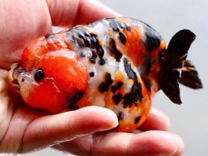 Mr He wei / Short body &amp; short tail, Cute face ranchu / 북저우산 빅볼륨 퀄리티 숏테일 난주 ( HW0314_11 ) 10-12cm