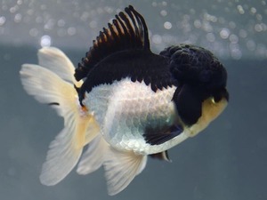 Panda farm / Quality panda oranda / 판다팜 퀄리티 판다 오란다 / ( PO0303_2 ) 13-14cm