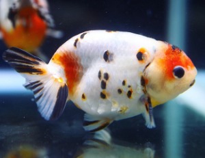 Mr. Jung / Egg shape SAKURA ranchu / 사쿠라 난주 / ( HW0509_2 ) 11cm 수컷 / 2 years