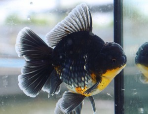 Mr.Paiy / High quality oranda / AAA grade / Paiy best selection / Big Monster body Rose tail oranda / 몬스터 바디 로즈테일 오란다 / [ PAIY0520_8 ]15-16cm