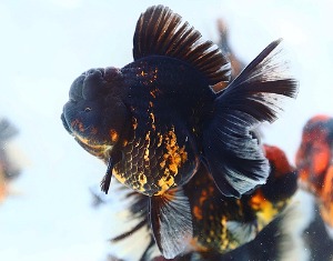 BP KAZ / TIGER ROSE SERIES / Golden Black Tiger Rose Tail Oranda / 골든 블랙 타이거 로즈테일 오란다 / [ KAZ0424_5 ] / 12-13cm / 암컷추정