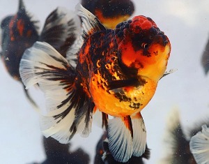 BP KAZ / TIGER ROSE SERIES / Orange  Black Tiger Rose Tail Oranda / 오렌지 블랙 타이거 로즈테일 오란다 / [ KAZ0424_9 ] / 12-13cm / 암컷추정