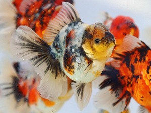 BP KAZ / WHITE TIGER ROSE SERIES / White Tiger Rose Tail Oranda / 화이트 타이거 로즈테일 오란다 / [ KAZ0424_13 ] / 12-13cm