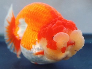 Mr Aor / Super Hybrid Ranchu / 슈퍼 하이브리드 난주 / [ Aor0416_11 ] / 12-13cm 급 / 암컷추정