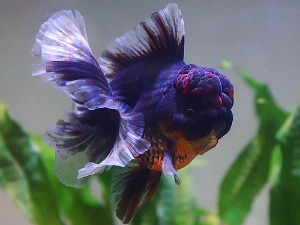 Dark Blue Calico Rose Tail Oranda / 다크 블루 칼리코 로즈테일 오란다 / [ BPK0518_4 ] / 11cm급