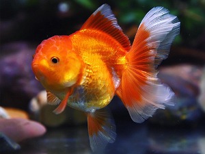 BP / KAZ / Red Rose Tail Oranda / 카즈의 레드 로즈테일 오란다 / [ BPK0601_5 ] / 10-11cm 급 / 수컷추정