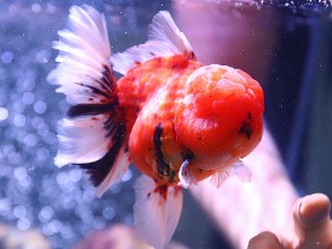 BP KAZ / Big Head Red Sakura Rose Tail Oranda / 빅 헤드 레드 사쿠라 로즈테일 오란다 / [ BPKAZ0628_12 ] / 15cm 전후 / 수컷추정