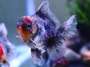 BP MENG / A GRADE / KIRIN SPECIAL ROSE TAIL ORANDA / 키린 로즈테일 오란다 / [ BPMA0714_1 ] / 11cm 전후 / 암컷추정