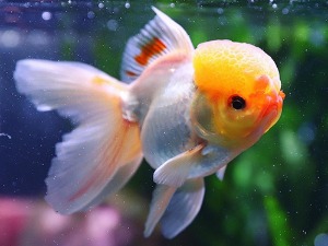 Yellow Head Cap Round Body Oranda / 옐로우 헤드 캡 라운드바디 오란다 / [ LA0620_1 ] / 10-11cm 급 / 수컷추정