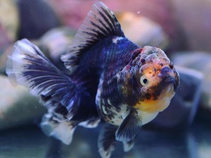 BP Meng / Blue Calico Rose Tail Oranda / 블루 칼리코 로즈테일 오란다 / [ BPM0629_5 ] / 10-11cm / 암컷추정