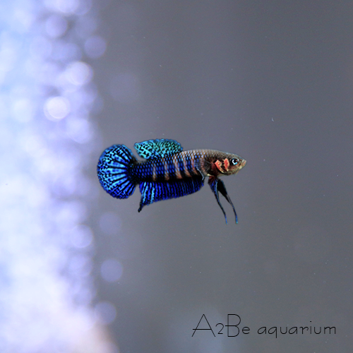 [Wild Betta] 야생채집개체 헨드라*준성어*한쌍