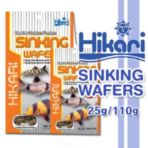 [Hikari]히카리 코리도라스 25g