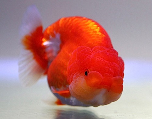 BP Meng / HYBRID RANCHU / 브리더 맹 하이브리드 난주 / [ BPM0912_2 ] / 11-12cm 전후 / 암컷추정