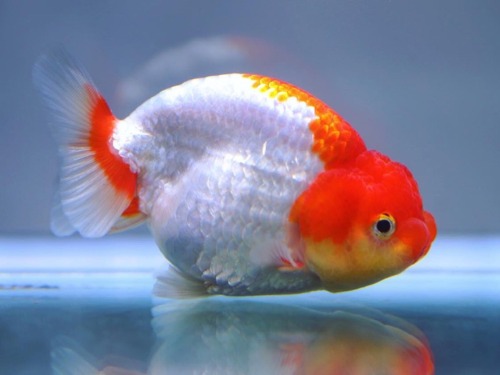 Red &amp; White Hybrid Ranchu  하이브리드 난주  / 11cm 급 / 암컷추정