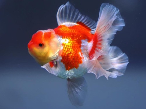 몬스터바디 로즈테일 오란다  ( 버터플라이 토자금 상면관상 )  Monster body rose tail oranda     [ BP1021_3 ] 9-10cm  수컷추정