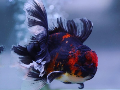 BIG HEAD RED &amp; BLACK TIGER  ROSE TAIL ORANDA   빅헤드 레드 &amp; 블랙 타이거 로즈테일 오란다      [ BP1129_4 ] 사이즈 : 13cm 급  수컷추정