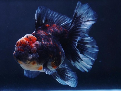 INTENSE COLOR CALICO ROSE TAIL ORANDA   인텐스 컬러 칼리코 로즈테일 오란다      ( BPM1129_12 ) 12cm 전후 암컷추정