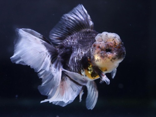 BIG TAIL ROSE TAIL KIRIN ORANDA   키린 빅 테일 로즈테일 오란다      [ BP1129_6 ] 사이즈 : 15cm 급  암컷추정