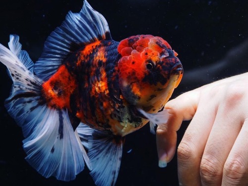 RED TIGER ROSE TAIL ORANDA   레드 타이거 로즈테일 오란다      [ BP1129_9 ] 사이즈 : 14cm 급  암컷추정