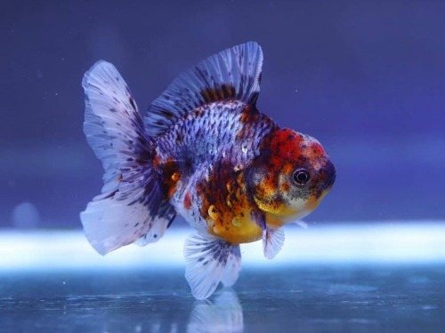 블루키린 로즈테일 오란다  Calico Rose Tail Oranda  선별개체  9cm전후  암컷추정 [ 1213-1 ]