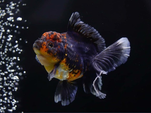 Monster body blue Kirin Rose tail oranda  몬바 블루 키린 로즈테일 오란다  / 1224_1 / 암컷추정  / 12 - 13cm 급