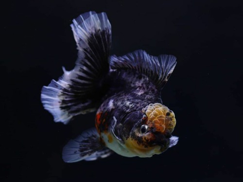 Monster body blue Kirin Rose tail oranda  몬바 블루 키린 로즈테일 오란다  / 1224_3 / 암컷추정  / 12 - 13cm 급