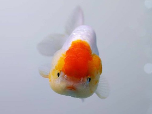 Tiger head ranchu  레드 타이거헤드 난주  / 사이즈 9 - 11cm전후 / 암컷추정 / T0108_4