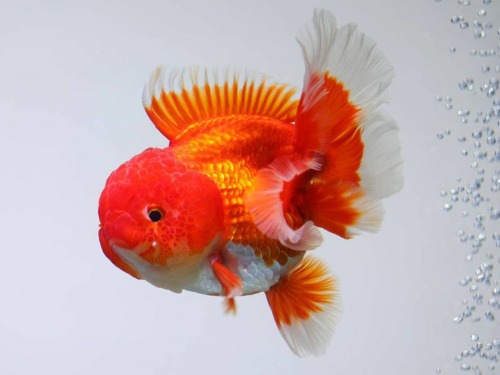 몬바 홍백 로즈테일 오란다 Monster body R&amp;W rosetail oranda  / R0108_2 / 암컷추정 / 13 - 14cm전후