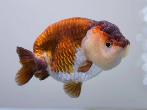 아파치페이스 바이올렛 숏테일 난주  Violet Short tail Ranchu   / 10-11cm 전후 / 수컷추정 / 1년생 / V0107_4