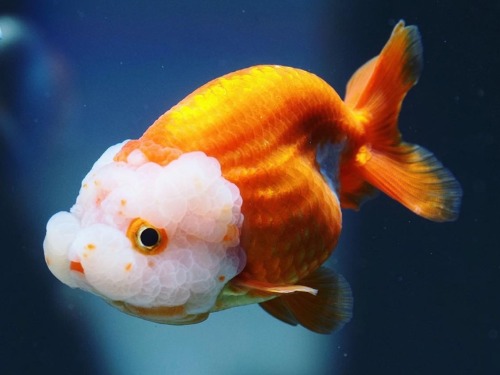 Big head orange body Hybrid Ranchu   빅헤드 오렌지 바디 하이브리드 난주      9-10 cm 급  암컷추정   ( HR0103_3 )