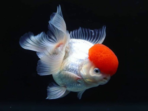 Monster Ballon Red Cap  Oranda &#039;몬스터사이즈 레드캡 발룬 오란다&#039;  / 사이즈 13 - 15cm전후 / 수컷추정 / 0114_4