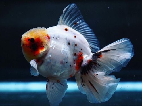 BP BRILLIANT SCALE SAKURA ROSE TAIL ORANDA   BP 브릴란트 스케일 사쿠라 로즈테일 오란다       13-14cm 급  암컷추정   ( BPM0116_5 )