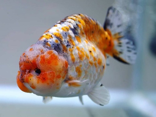 Jumbo Bright kirin Ranchu 🎖🎖🎖 점보사이즈 브라이트 키린 스케일 난주  | JB0215_3 | 수컷추정 | 13 - 14cm