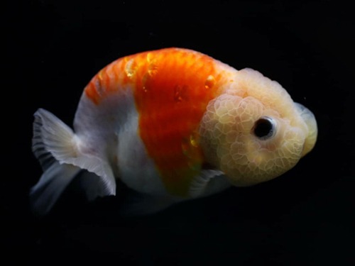 오렌지 만두 사쿠라 난주 Orange Sakura Ranchu  | 11 - 12cm전후 | 0209_4 | 암컷추정