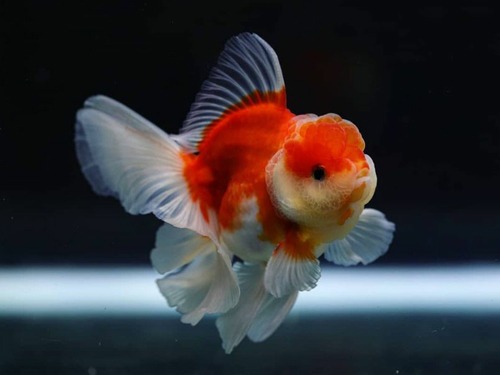 사쿠라 로즈테일 오란다 SAKURA ROSE TAIL ORANDA  | 0201_4 | 수컷추정  | 12 - 13cm전후